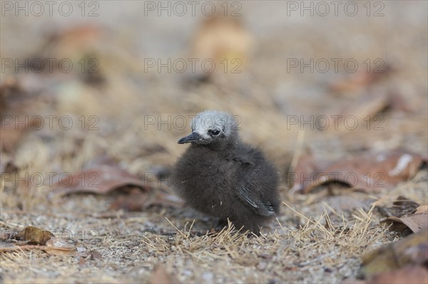 Slender-noddy tern