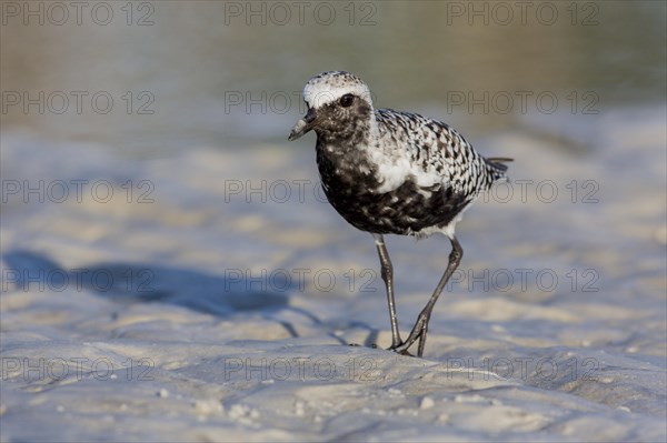 Black-bellied Plover