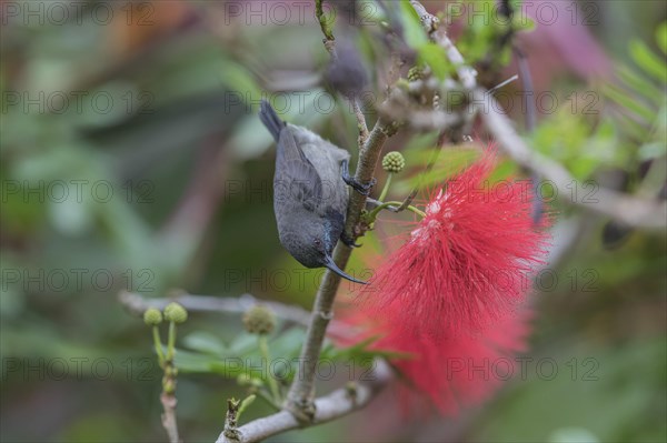 Seychelles Sunbird