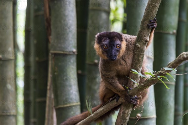 Brown lemur