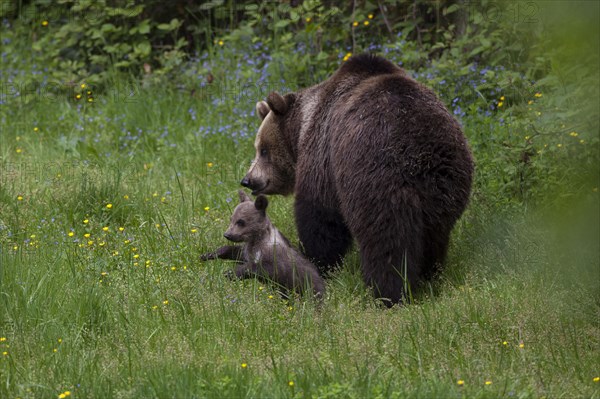 Brown bear