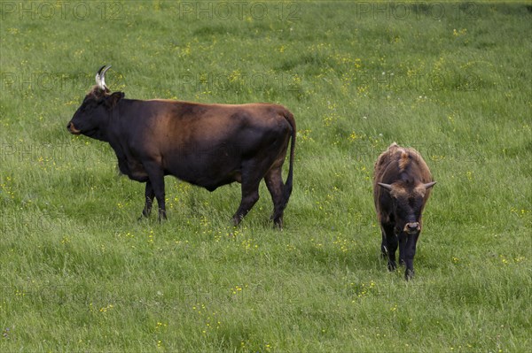 Aurochs