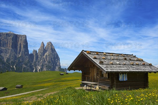 Alpine pasture on the Alpe di Siusi with Sciliar