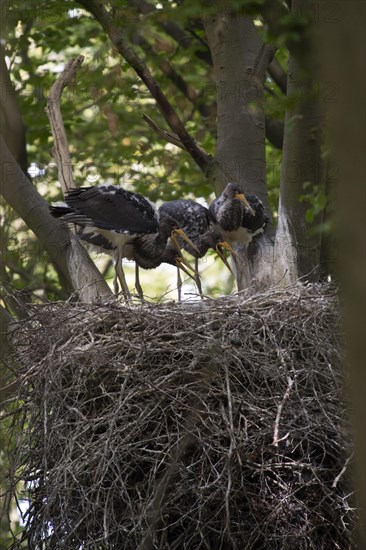 Black storks