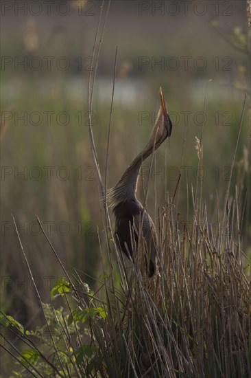 Purple heron