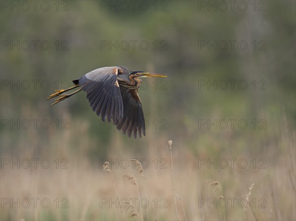 Purple heron