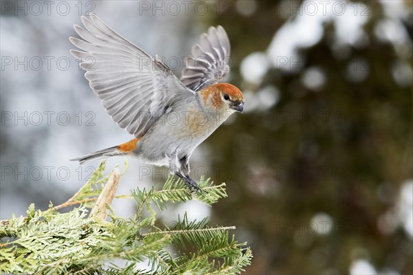 Female with pine beak sitting on a branch in winter