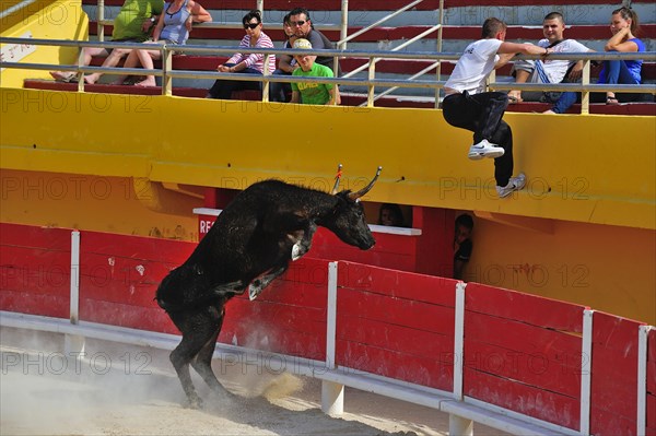 Bullfight