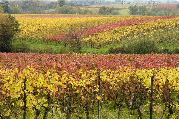 Vineyards