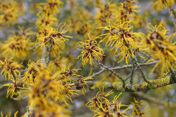 Witch hazel