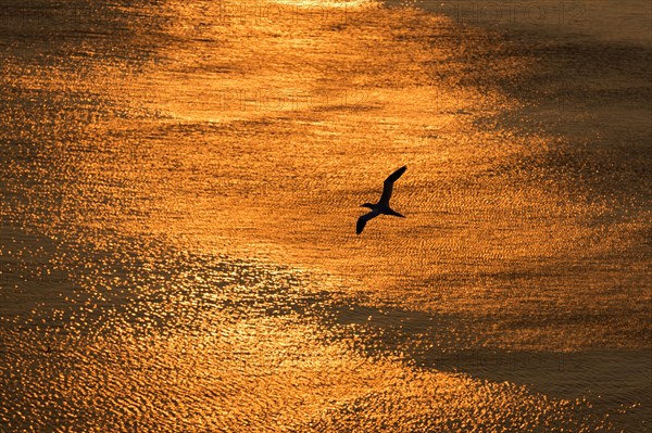 Northern gannet