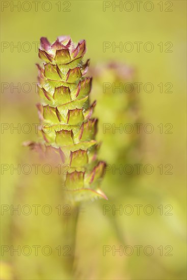 Common selfheal