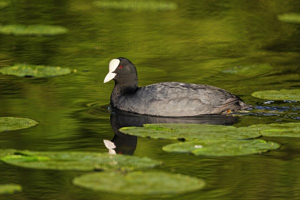 Eurasian coot