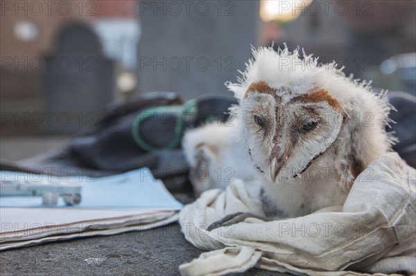 Barn owl