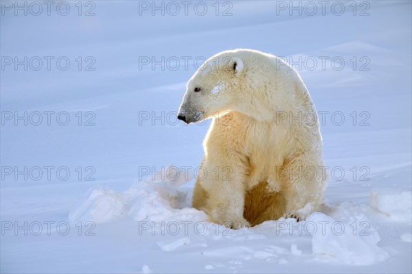 Polar bear