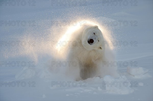 Polar bear