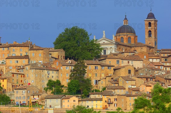 Urbino