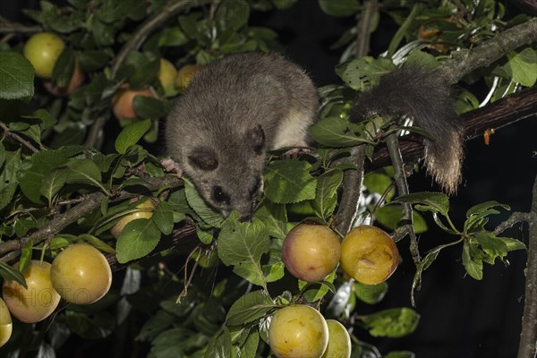 Edible dormouse