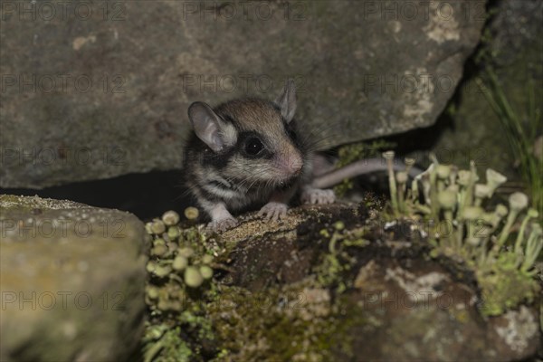 Garden dormouse