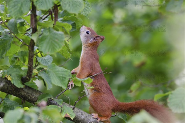 Eurasian red squirrel