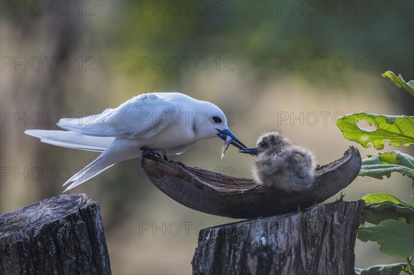 White tern