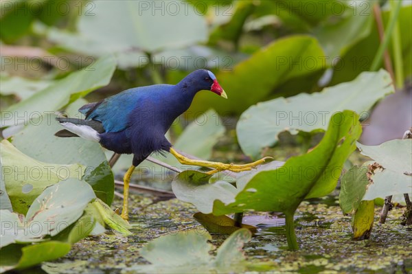 Pygmy Gallinule