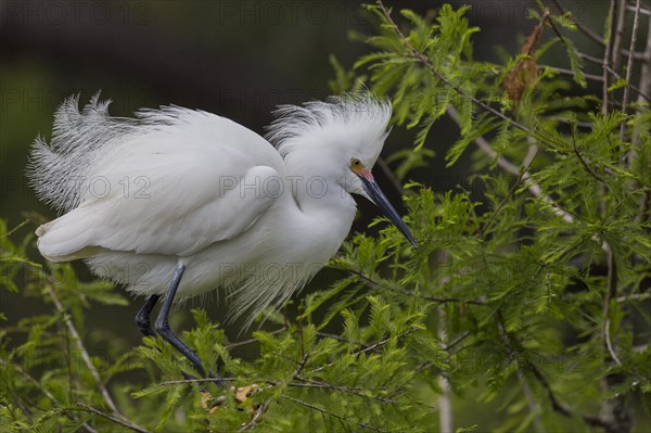 Snowy Egret