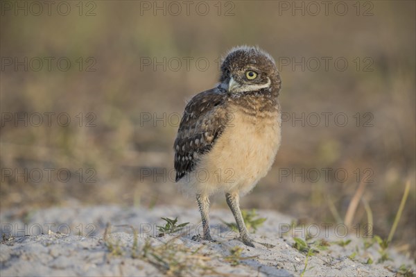 Burrowing owl