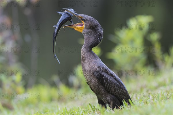 Double-crested cormorant