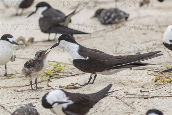 Russian Tern