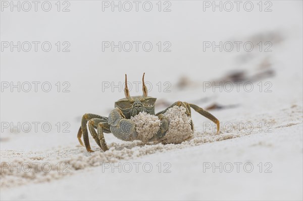 Horny-eyed ghost crab