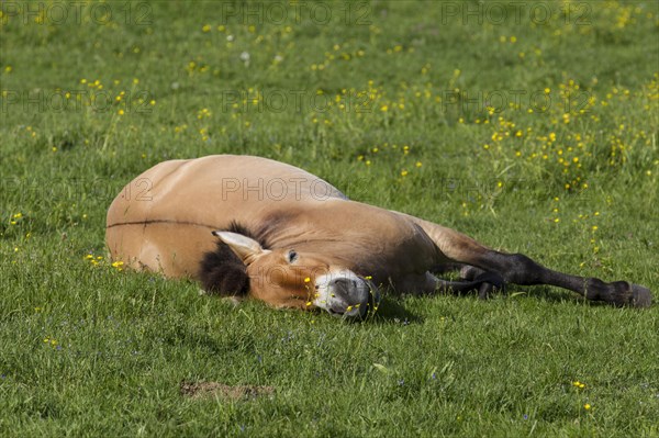 Przewalski's wild horse