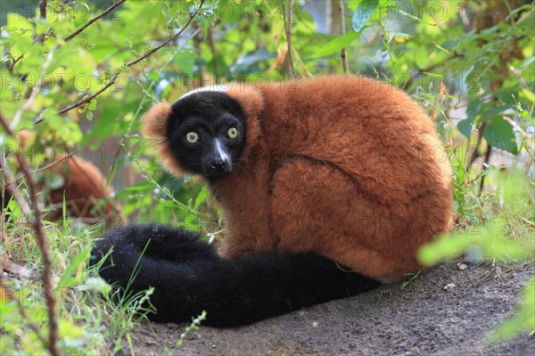 Red frilled lemur