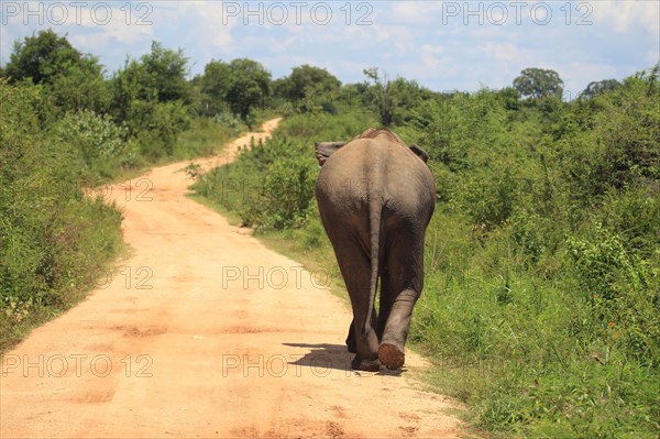 Asian elephant