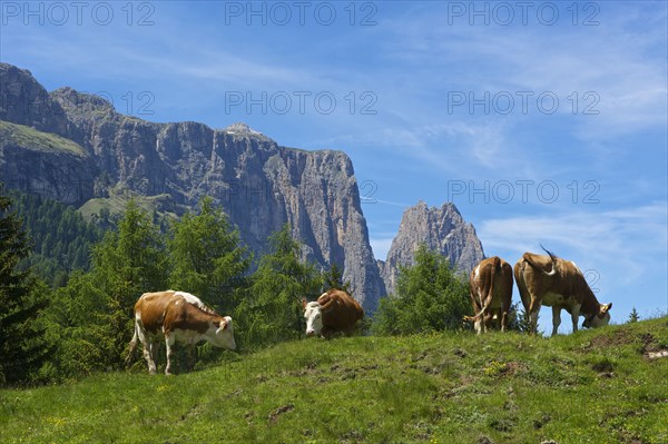 Alpe di Siusi with Sciliar