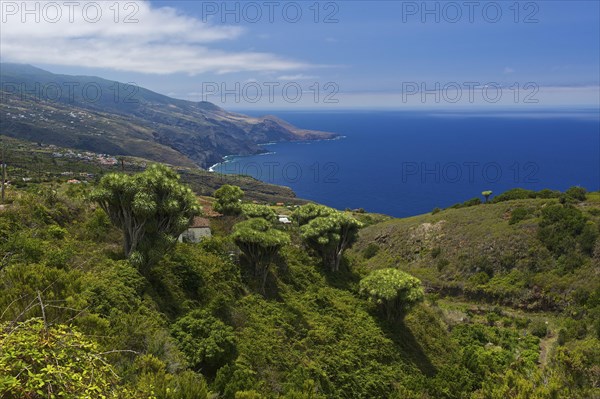 Dragon trees on the north coast of La Palma