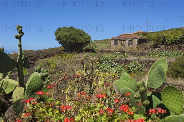 Old farmhouse with dragon tree in Garafia