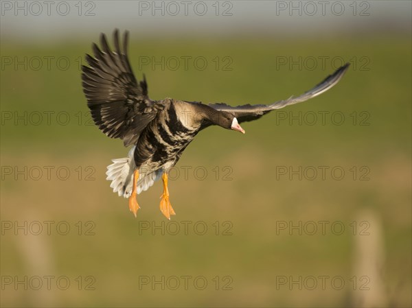 Greater white fronted goose
