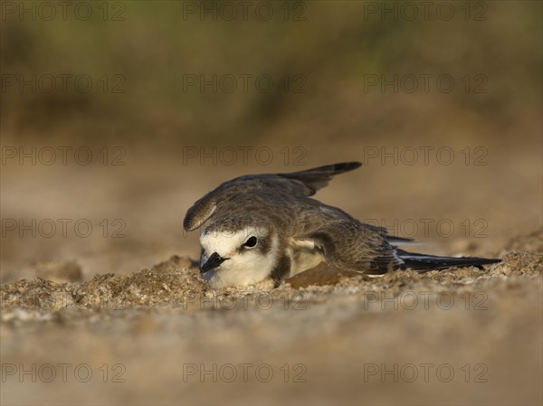 Kentish plover