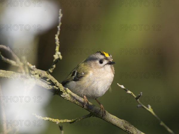 Goldcrest