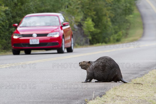 Beaver crossing a North American beaver