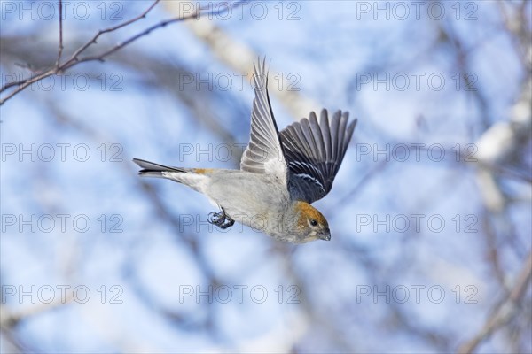 Female pine beak taking off in winter