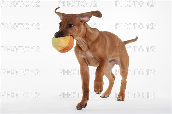 Rhodesian Ridgeback