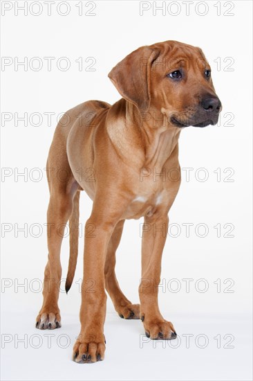 Rhodesian Ridgeback