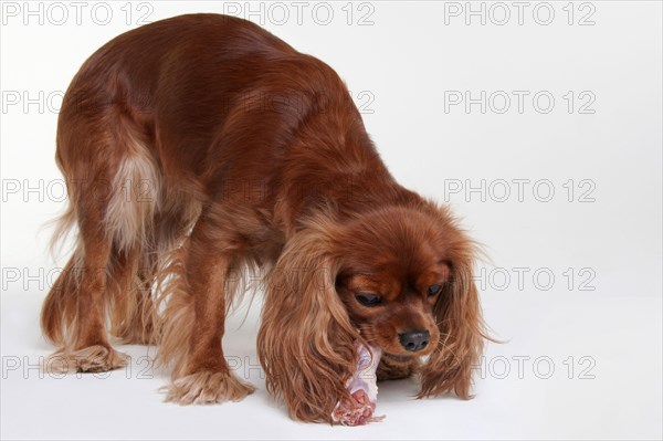 Cavalier King Charles Spaniel