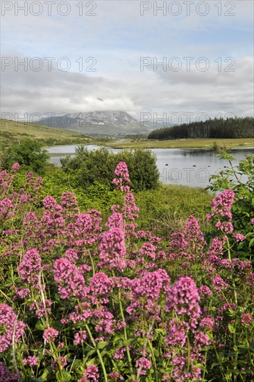 View of Mount Errigal from Gweedore