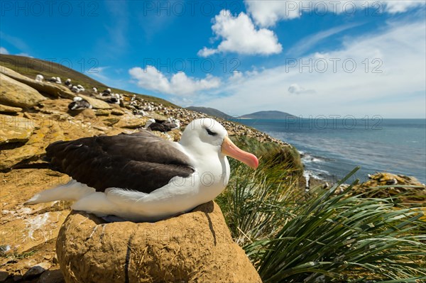 Black-browed Albatross