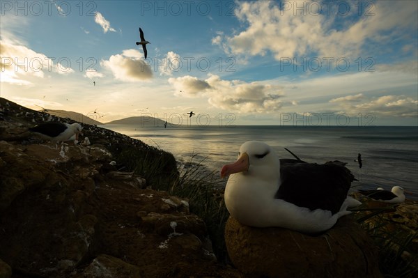 Black-browed Albatross