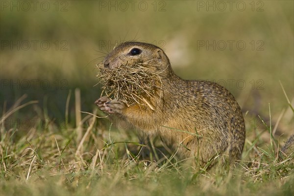 European ground squirrel