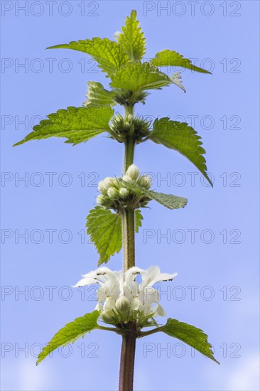 White Deadnettle